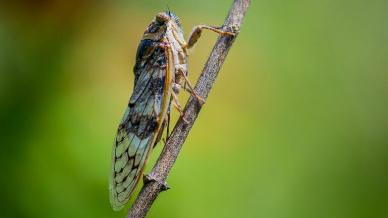 Cicada plebeya parco monte arci