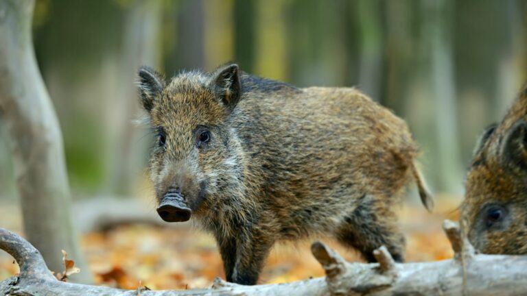 Cinghiale parco monte arci