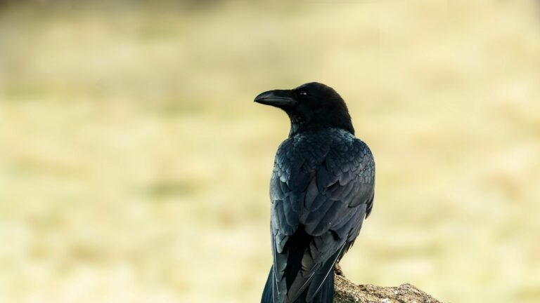 Corvus corax parco monte arci