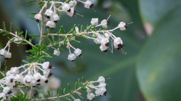 Erica arborea L