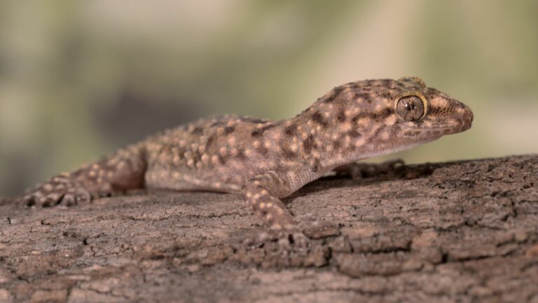 Hemidactylus turcicus parco monte arci
