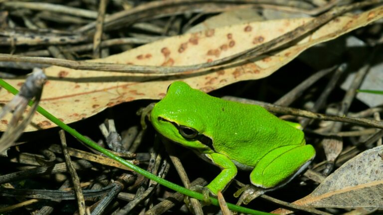 Hyla sarda parco monte arci