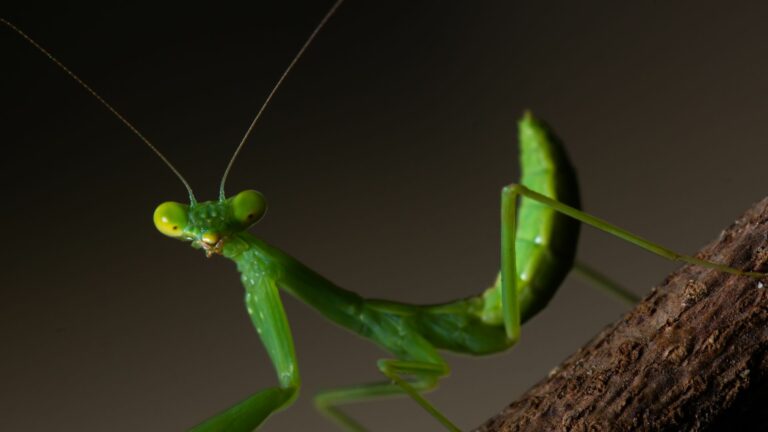 Mantis religiosa parco monte arci