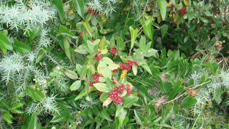 RHAMNACEAE parco monte arci