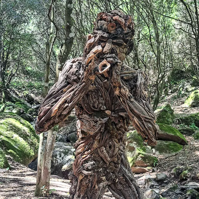 UN BOSCO DA FIABA – percorso di Arte in Natura 1 PSX 20260418 210422 1